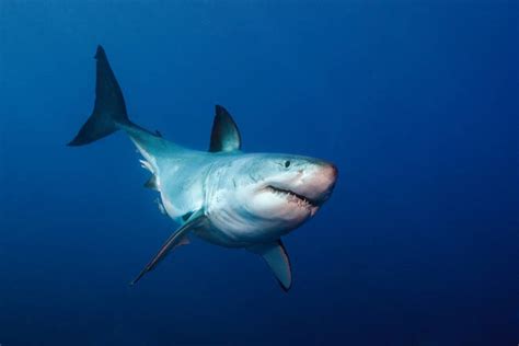 are there great white sharks in china